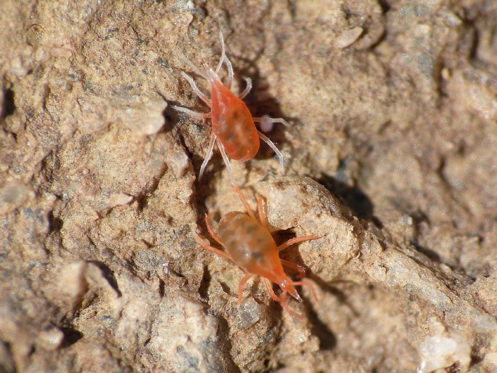 Salticidae - Cyrba algerina